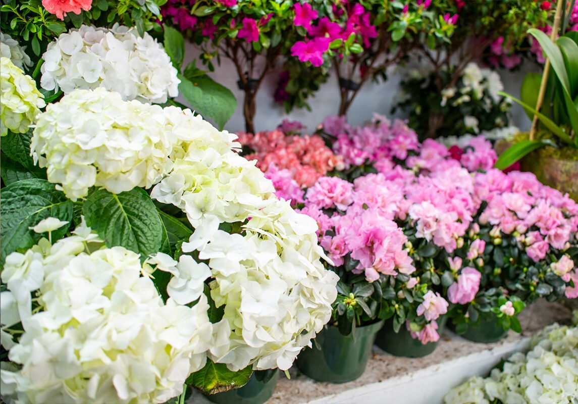 flower-indoor-tropical