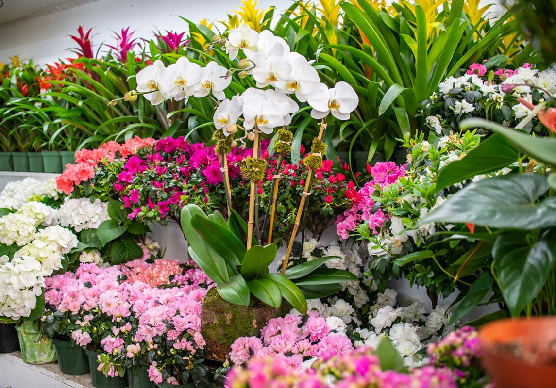 orchids-tropical-plants