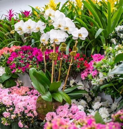 orchids-tropical-plants