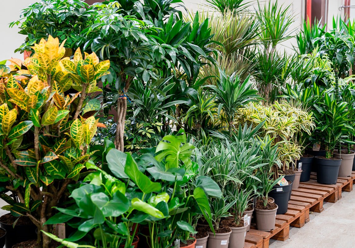 plants-home