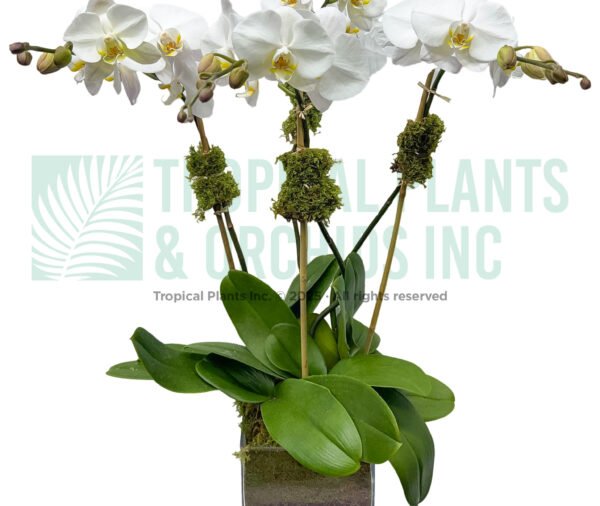 4-stem Orchid