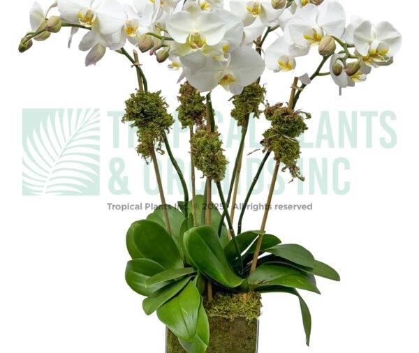 5- stem Orchid