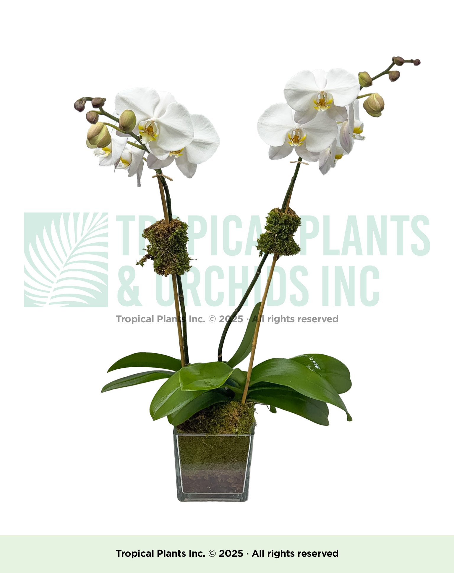 Double-stem Orchids