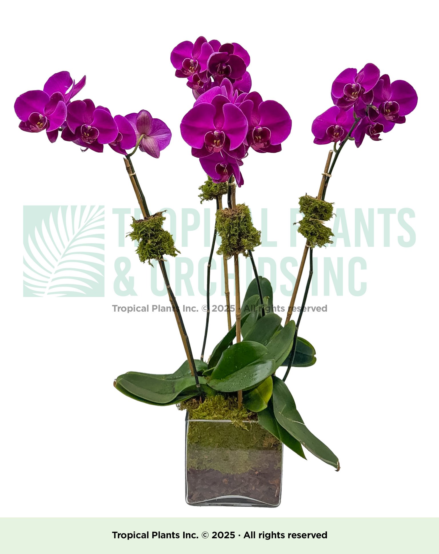 Orchid Arrangement