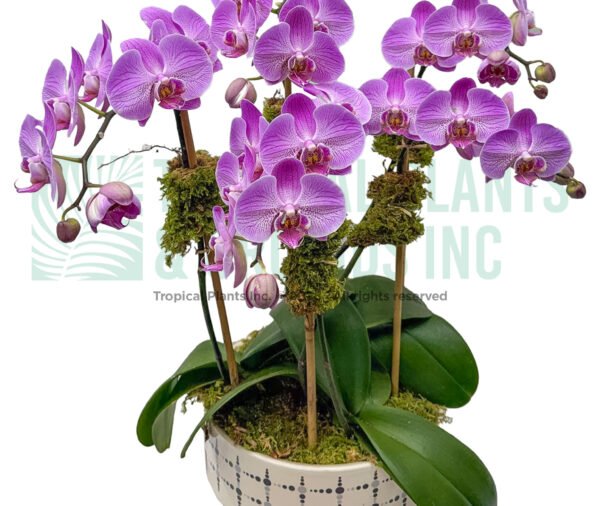 Orchid Arrangement