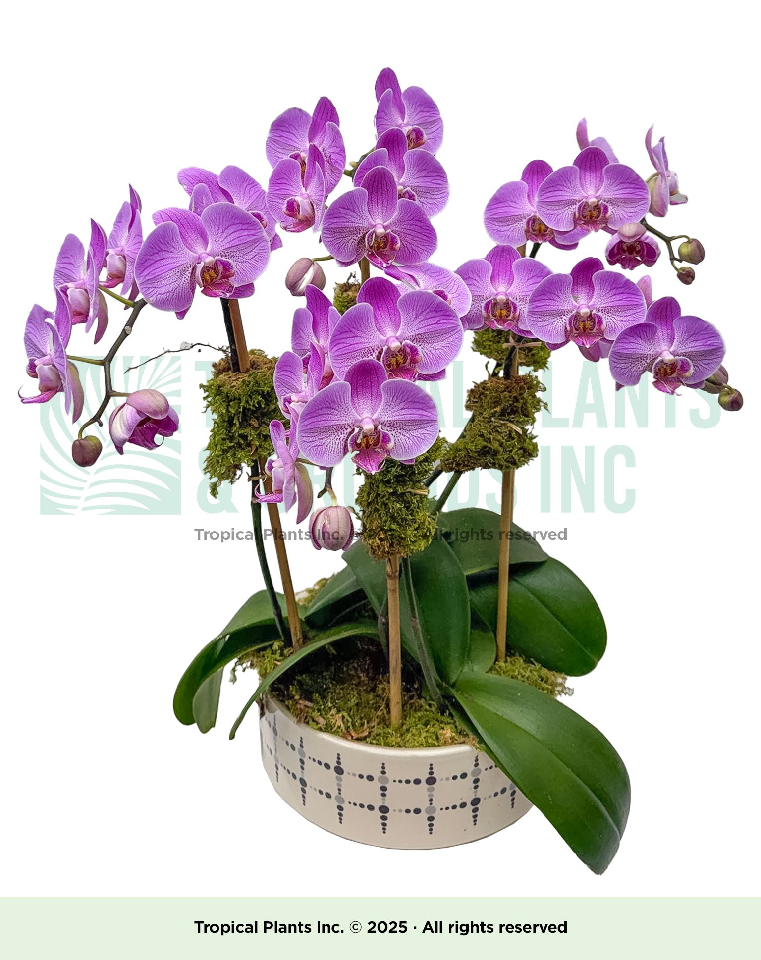 Orchid Arrangement