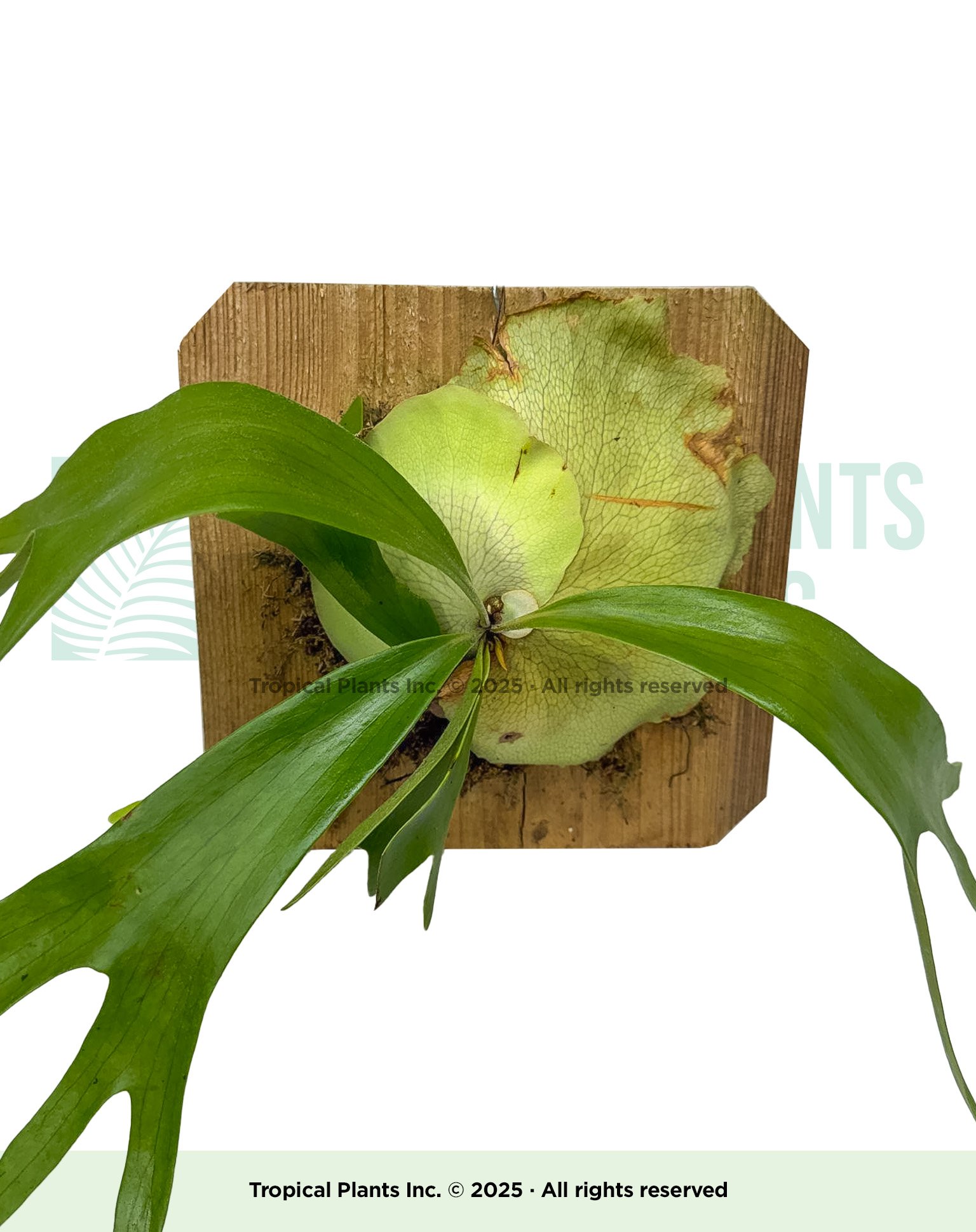 Staghorn Ferm on Plaque