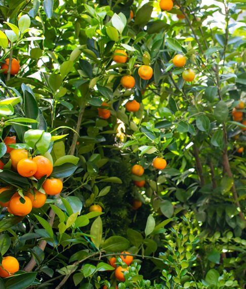 orange-tropical-plants