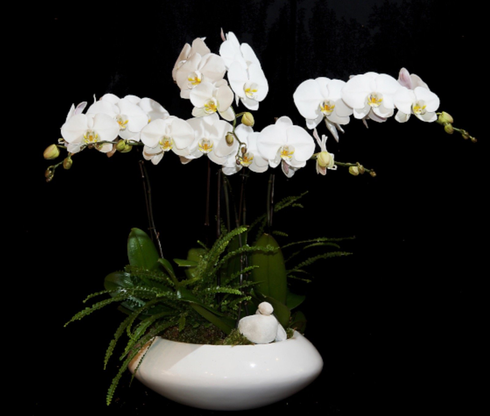 Orchid Arrangement 4S With Fern