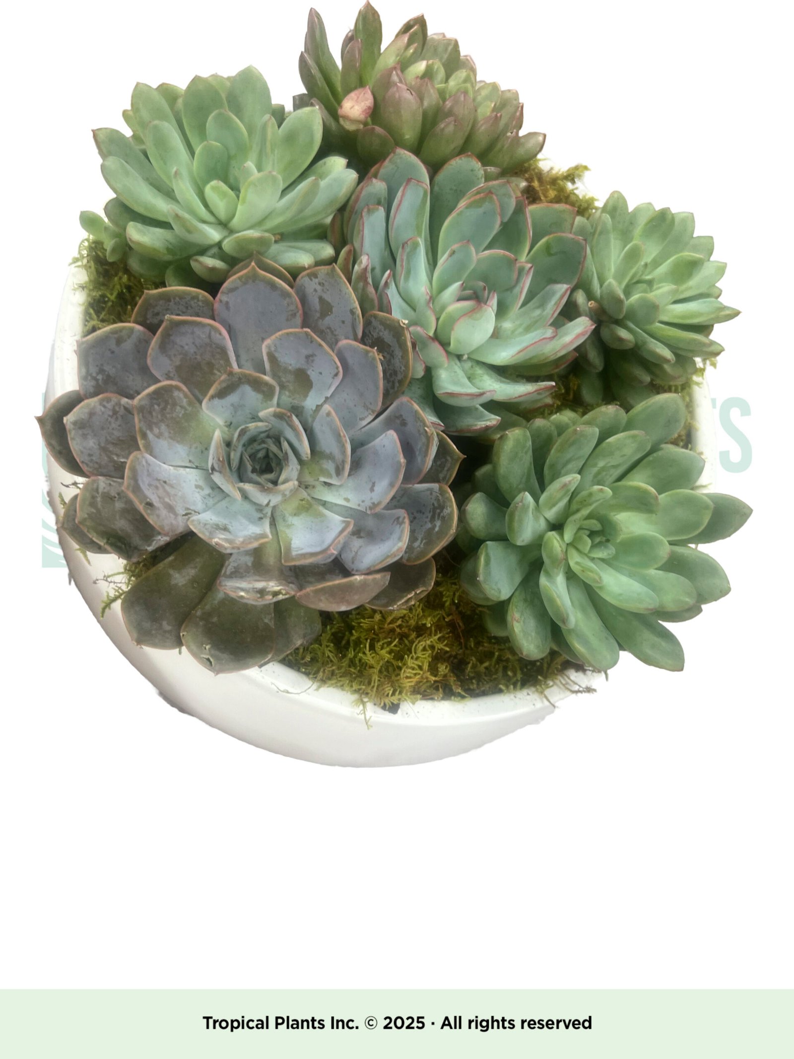 Succulent Arrangement C