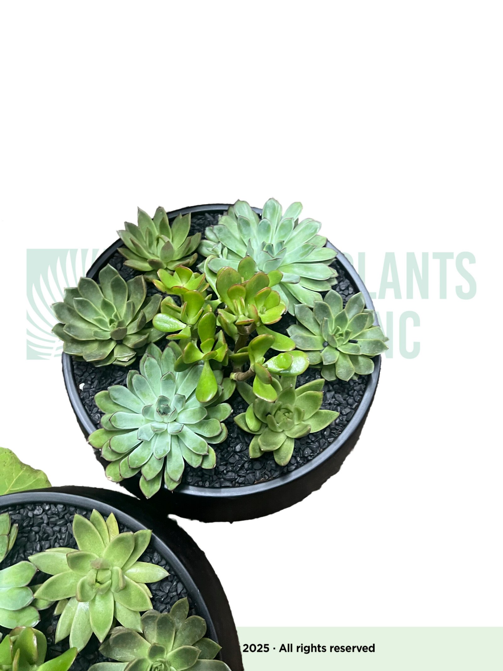 Succulent Arrangement E