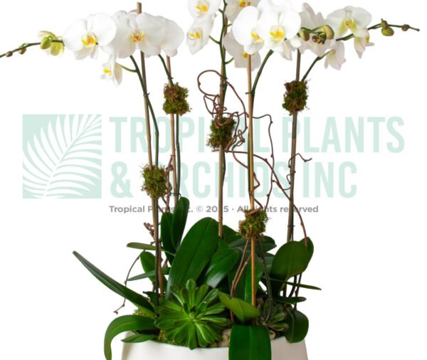 5 Stem All Around With Foliage