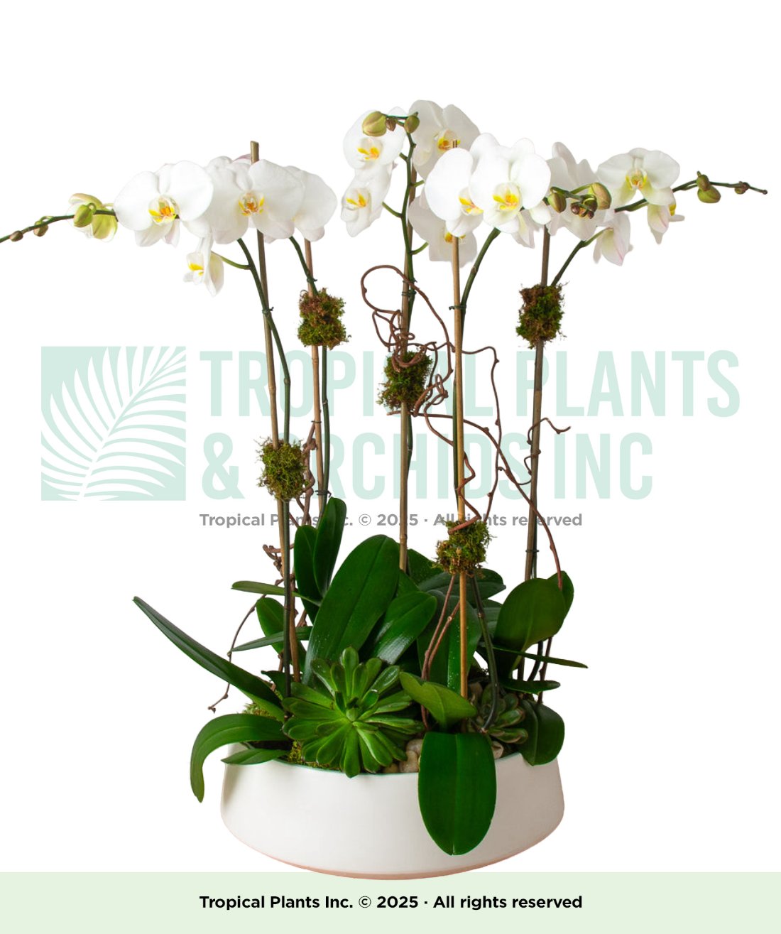 5 Stem All Around With Foliage