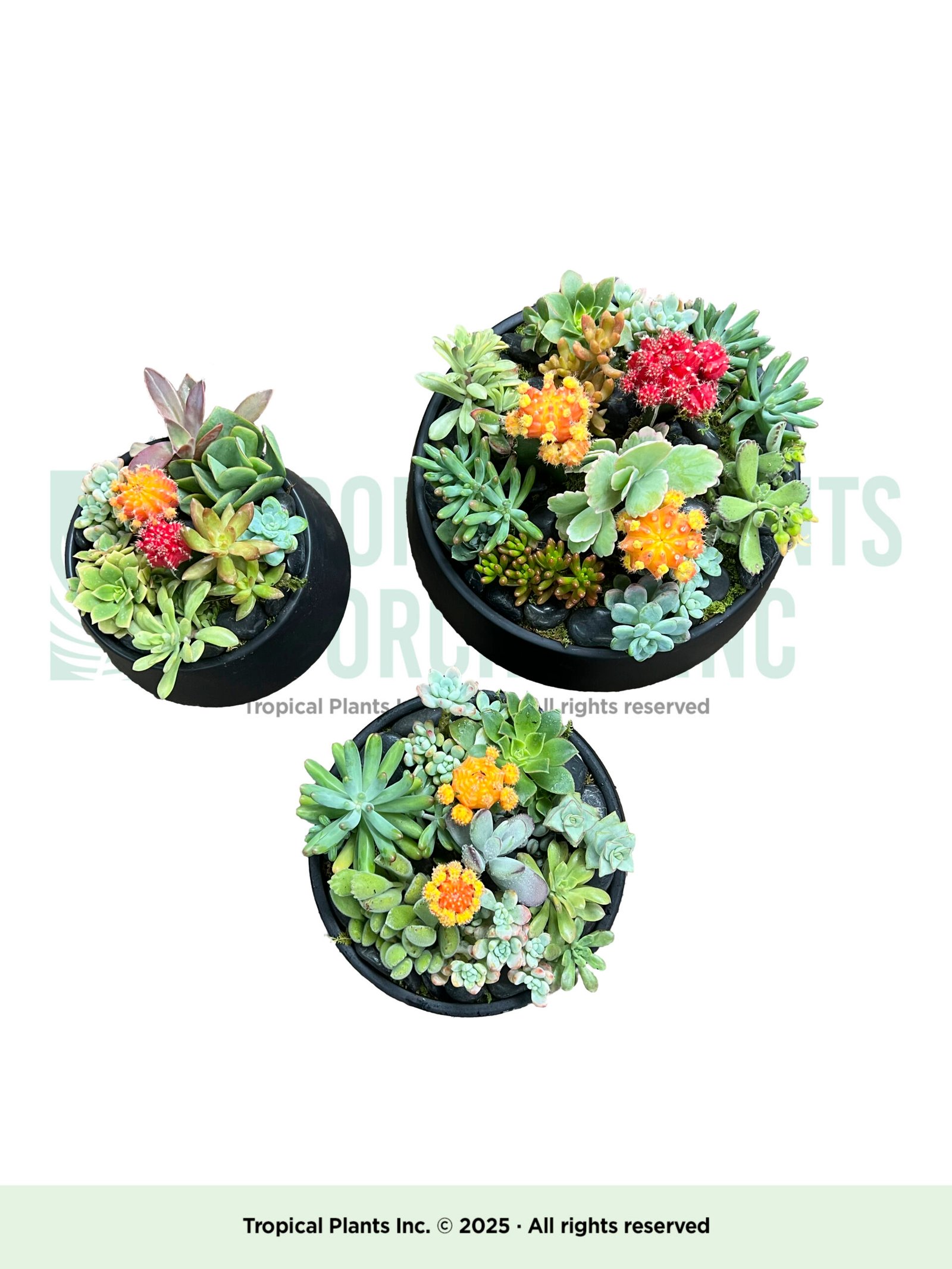 Succulent Arrangement D (one)