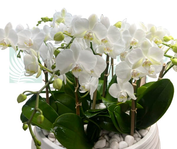 Mini Orchids White (12 stem)