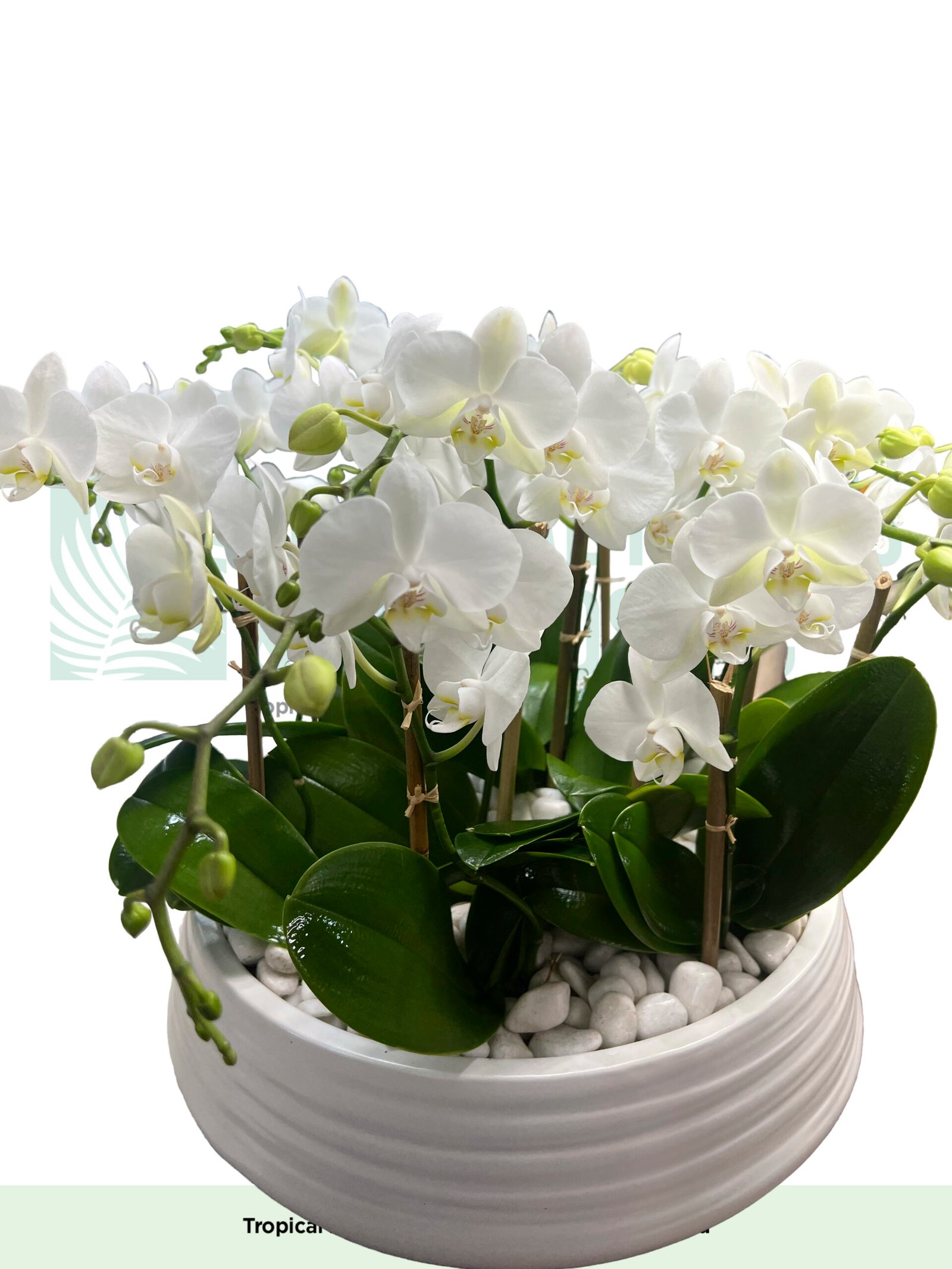Mini Orchids White (12 stem)