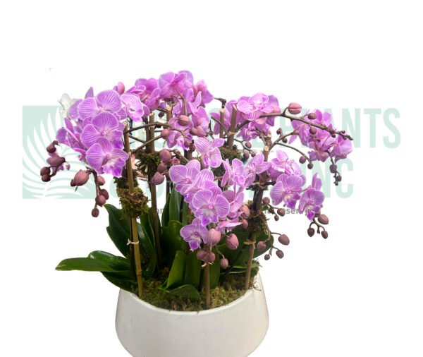 Mini Orchids Pink (8 stem)