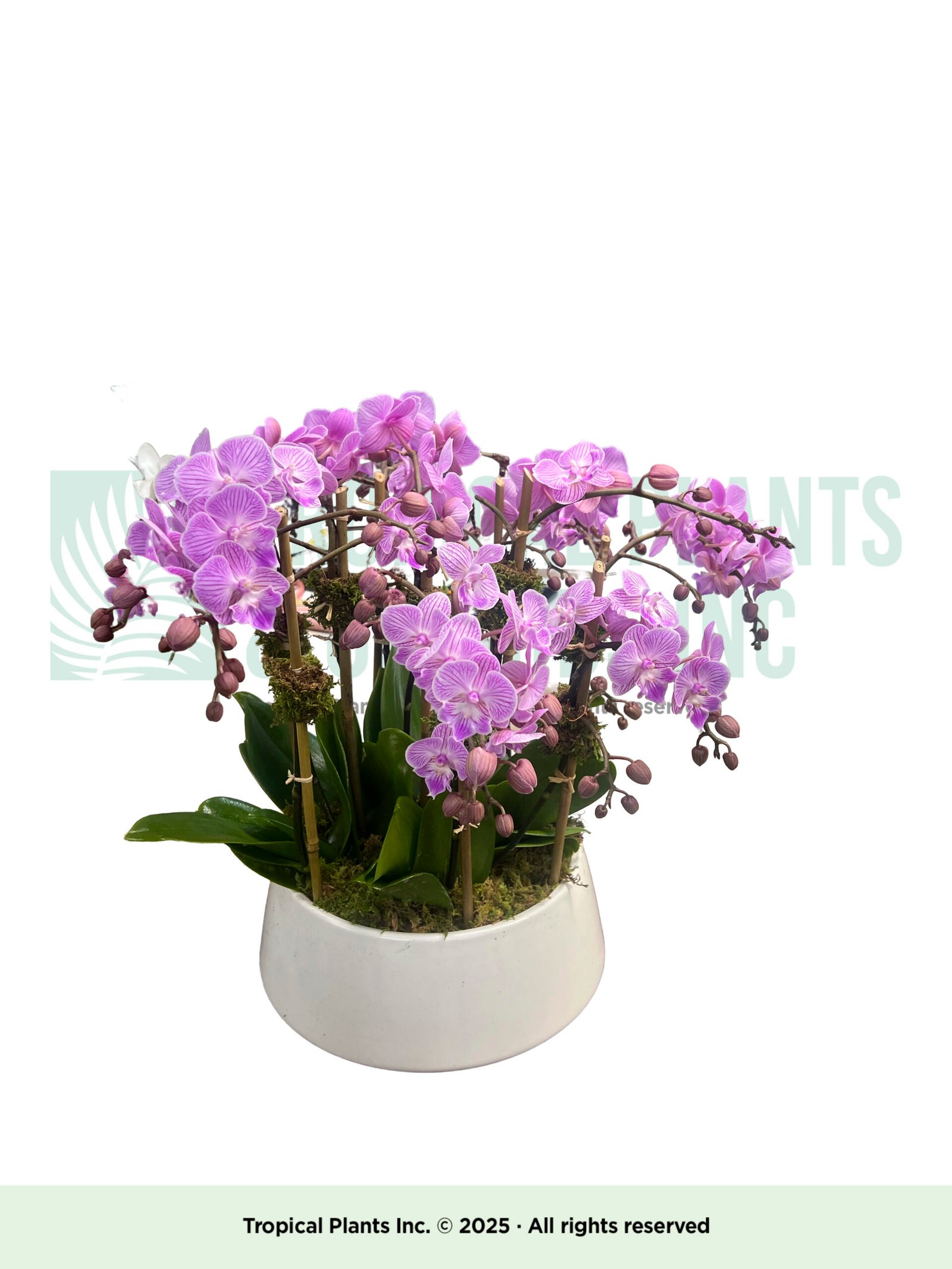 Mini Orchids Pink (8 stem)