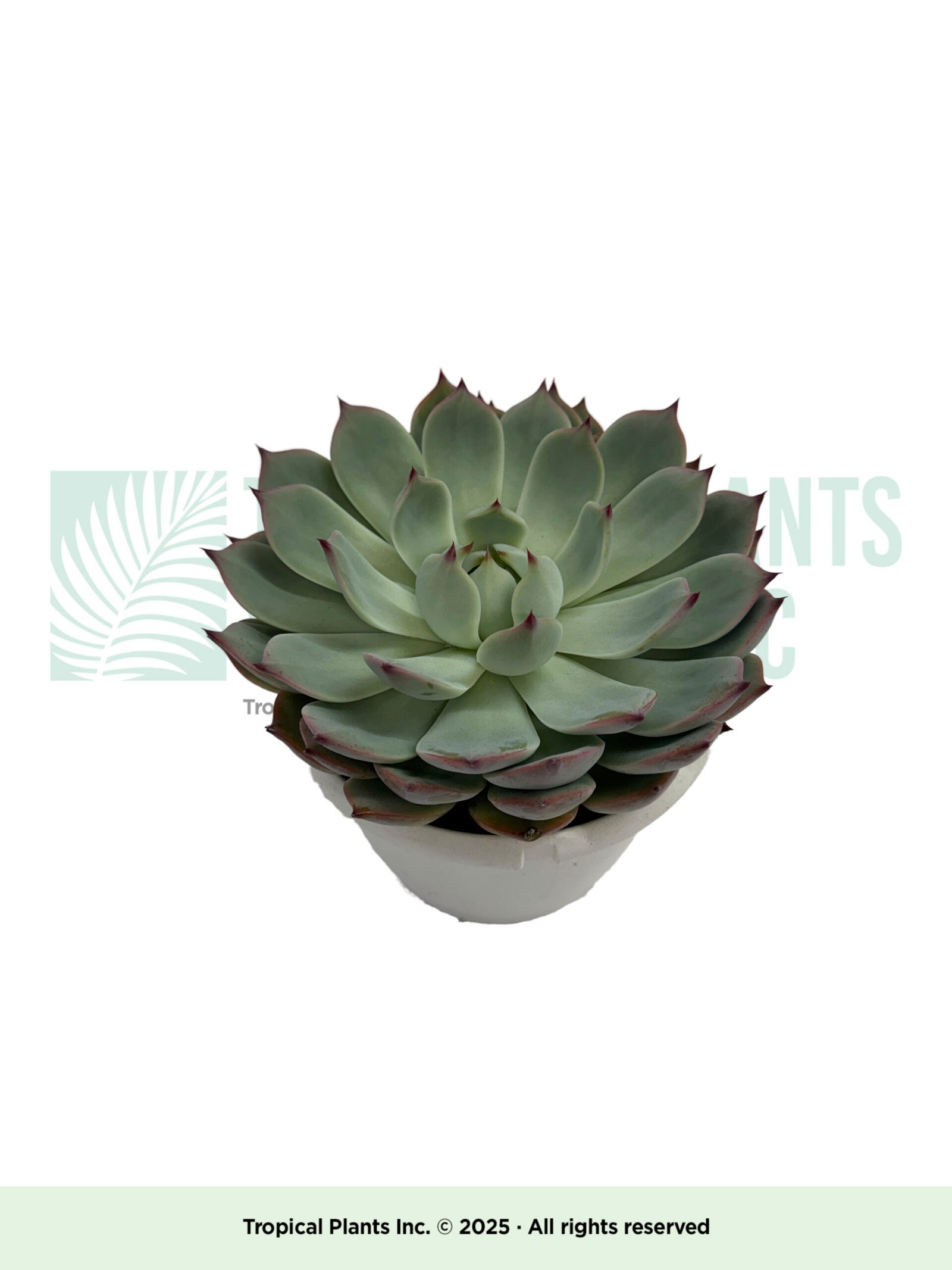Succulent Green 6"