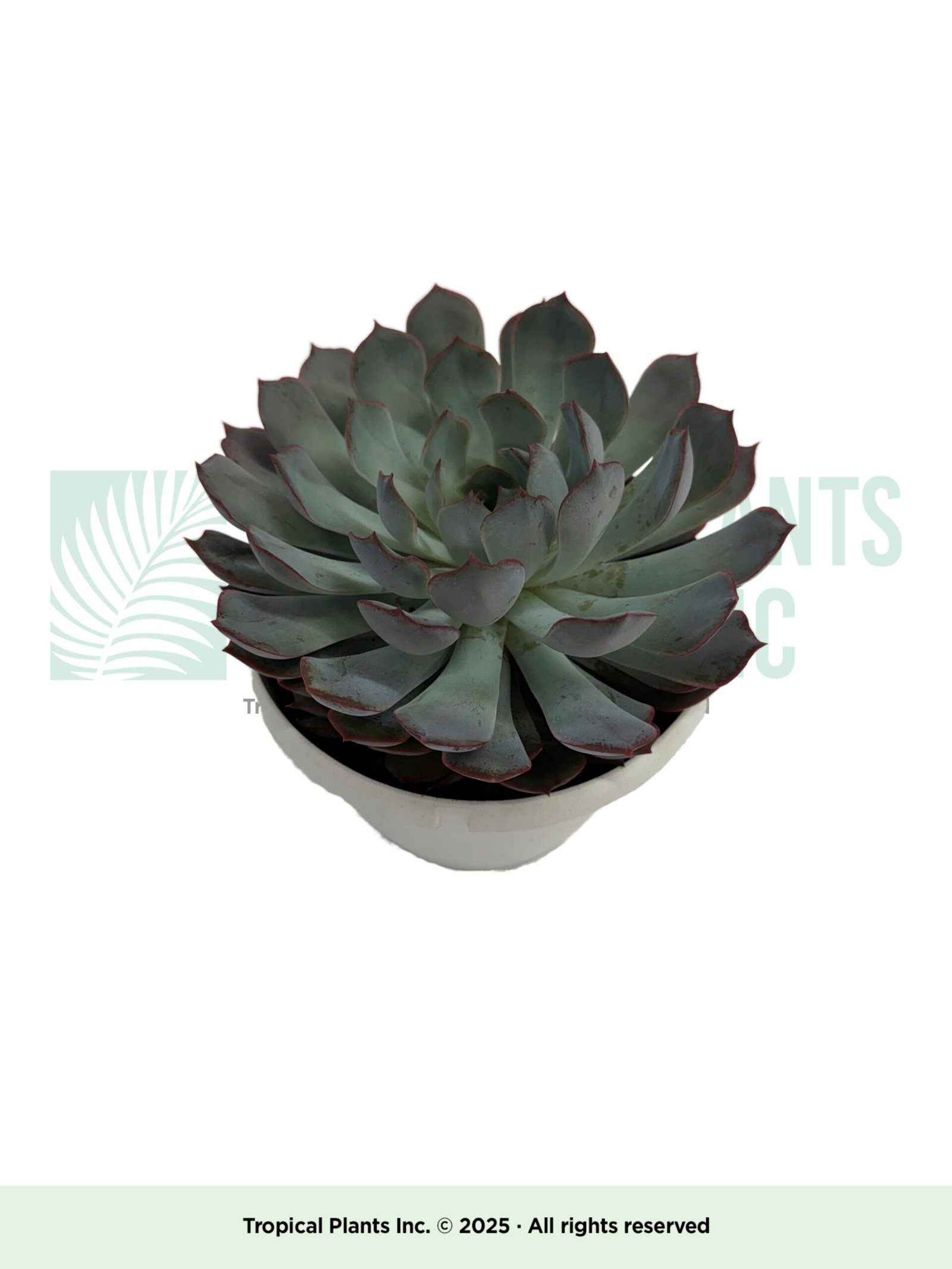 Succulent Purple 6"