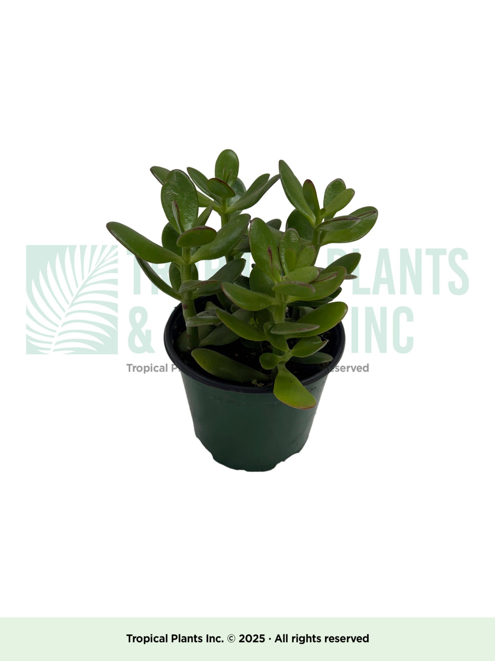 Jade Plant