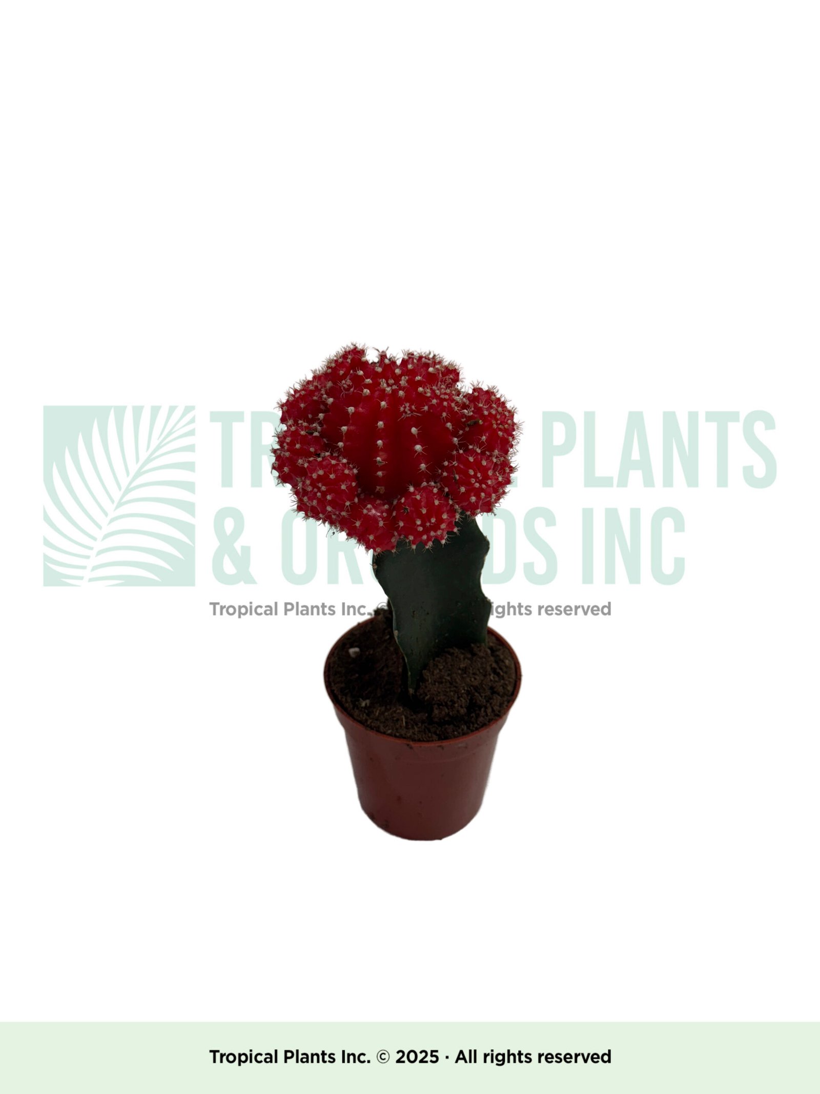 Succulent Red Cactus 2"