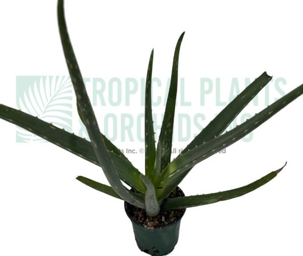 Aloe Vera 6"