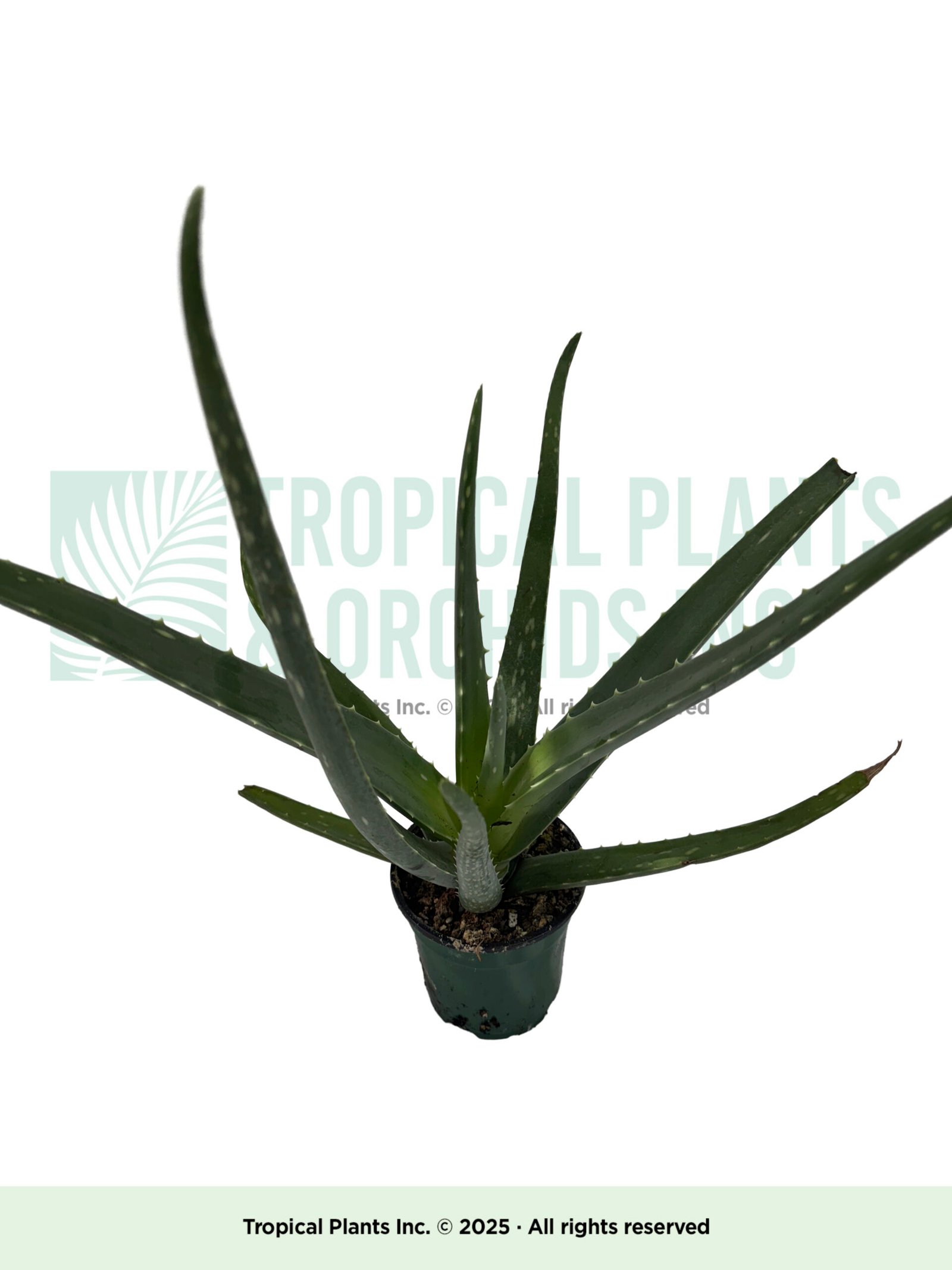 Aloe Vera 6"