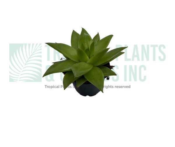 Succulent C