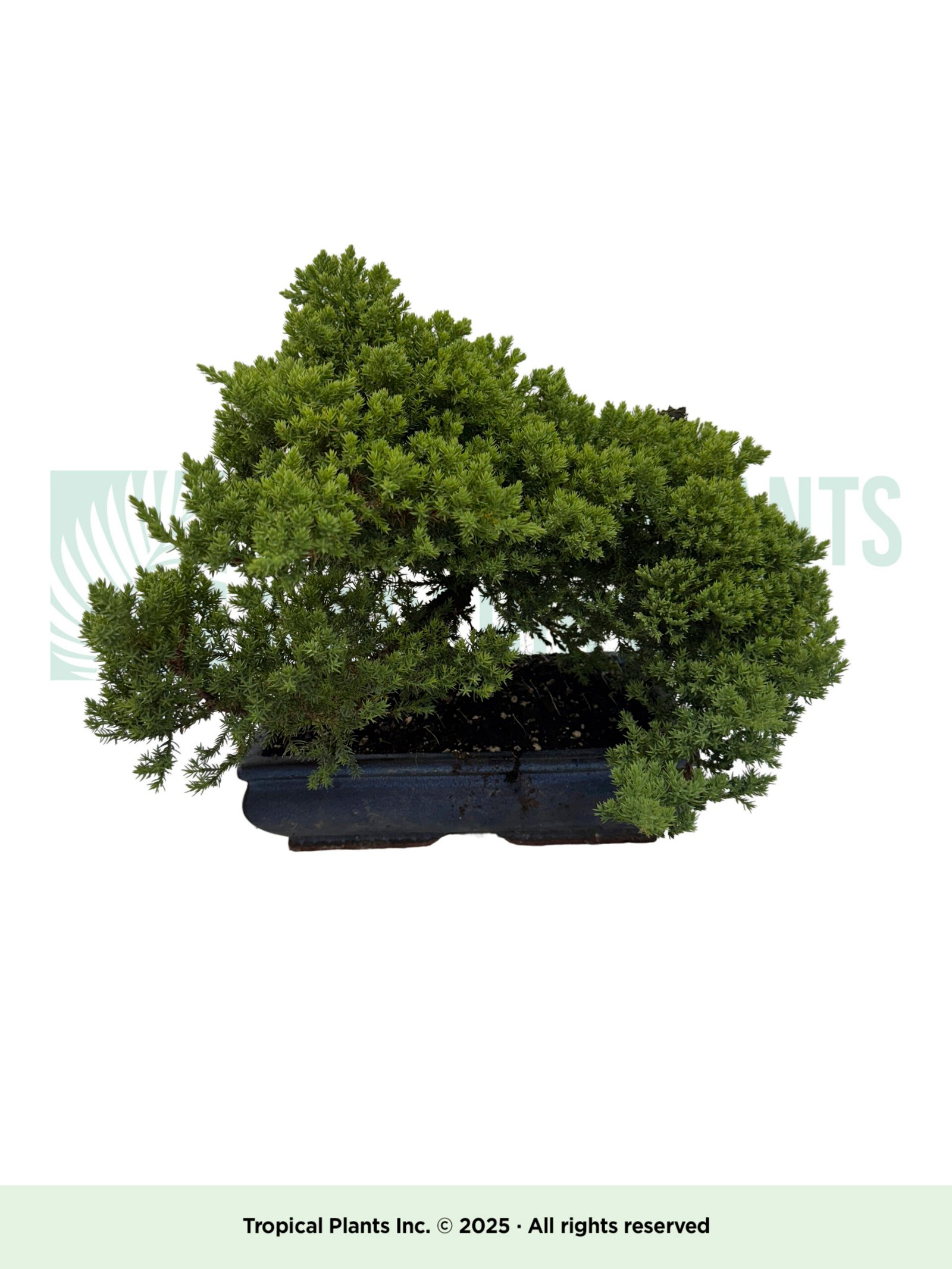 Juniper Bonsai (pot not included)