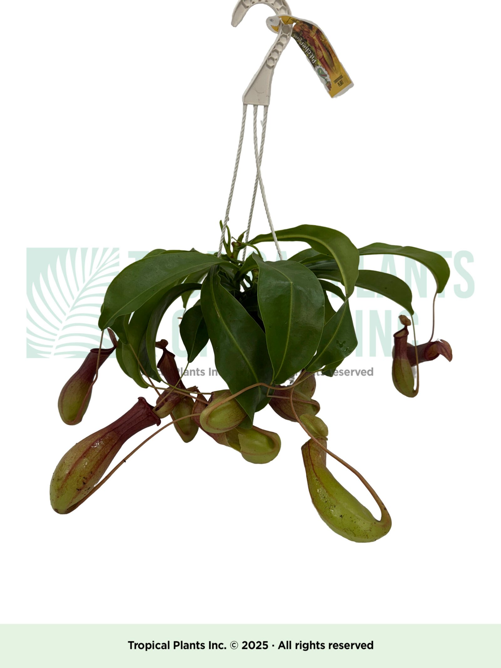 Hanging Pitcher Plant