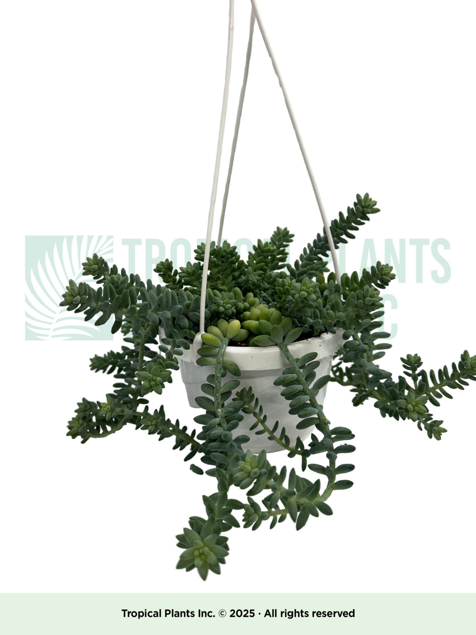 Hanging Donkey Tail 6"