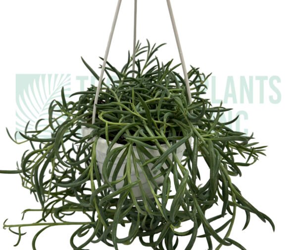 Hanging Mistletoe Cactus