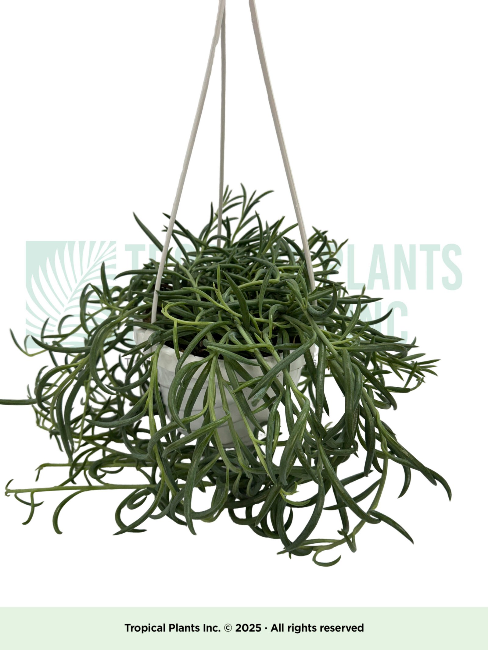 Hanging Mistletoe Cactus