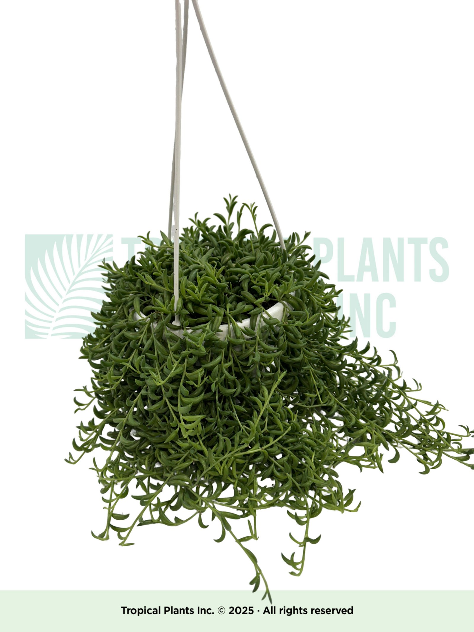 Hanging String of Banana