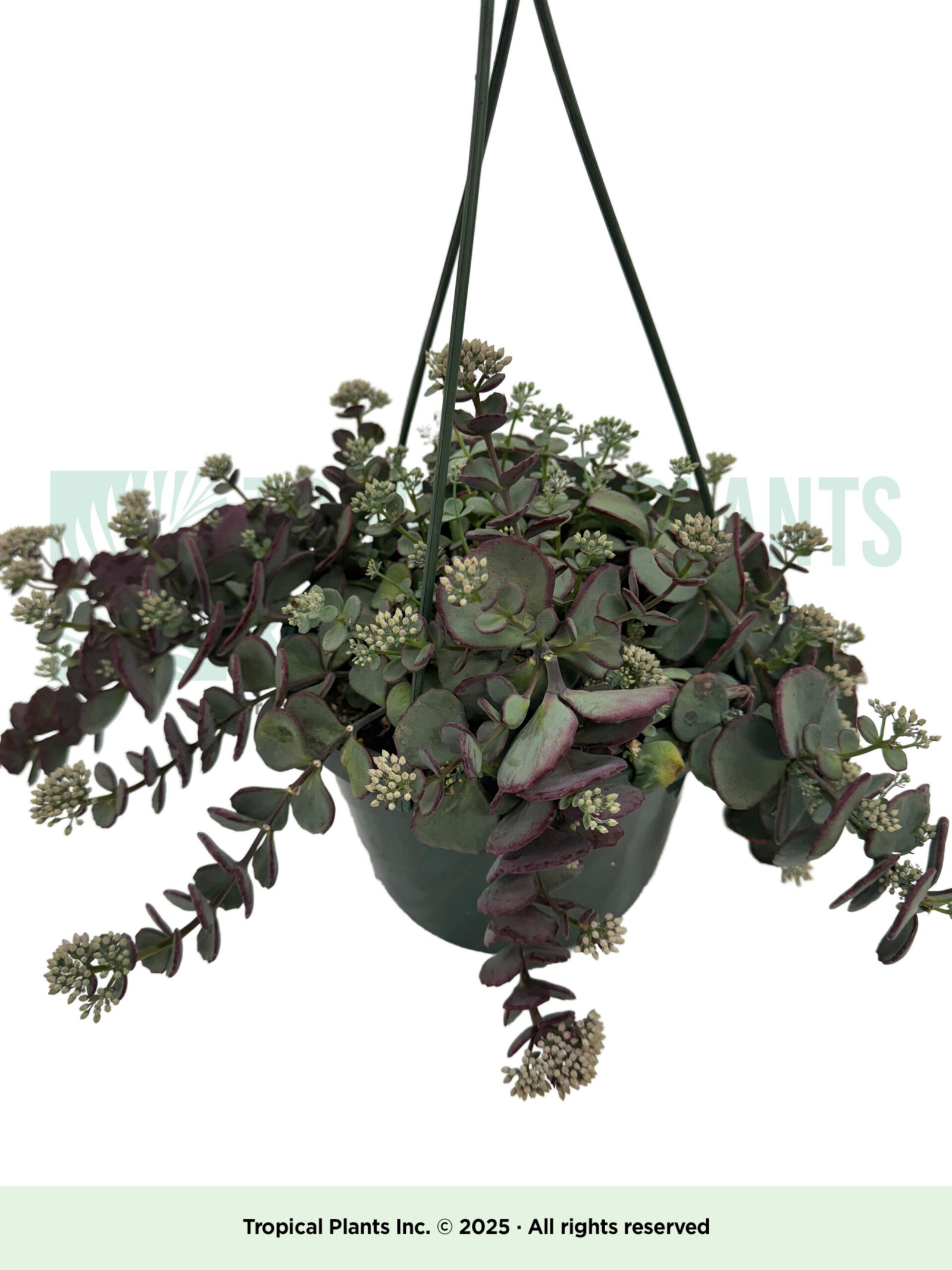 Hanging Seboldi Succulent
