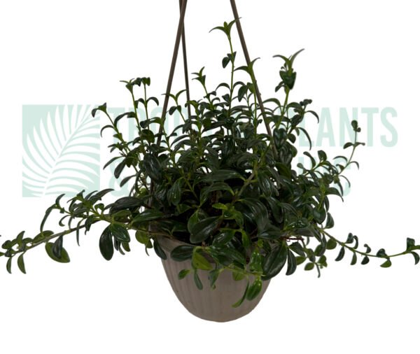 Hanging Goldfish Succulent