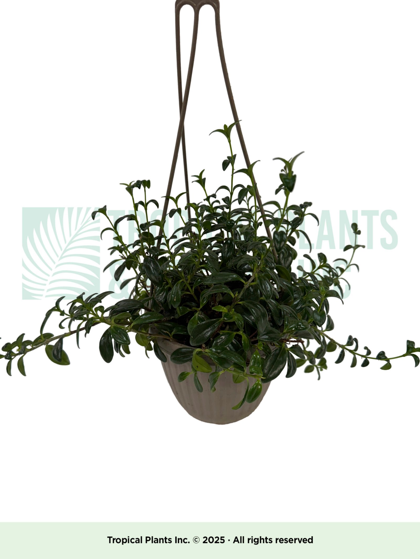 Hanging Goldfish Succulent