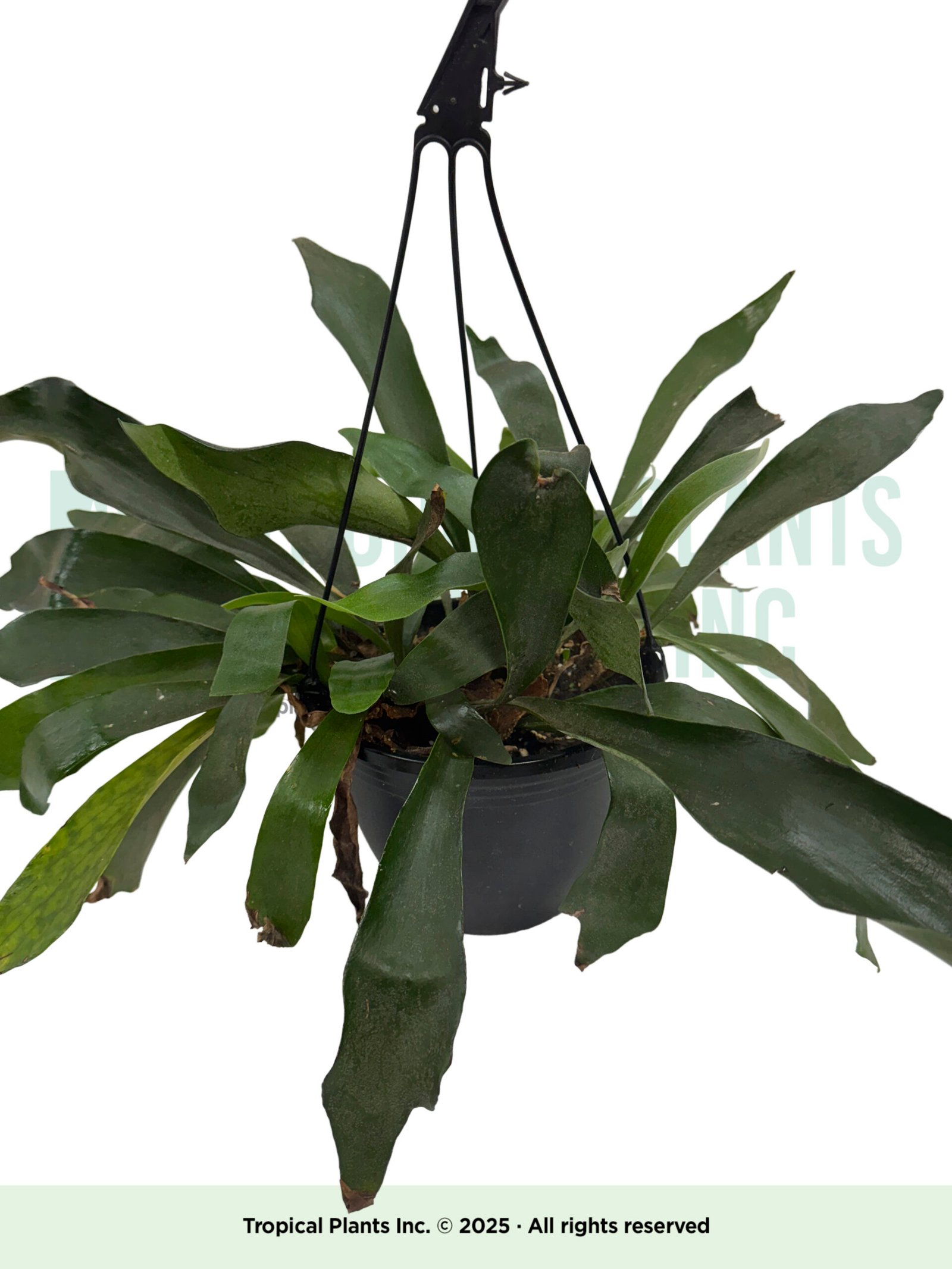 Hanging Staghorn Fern 8"