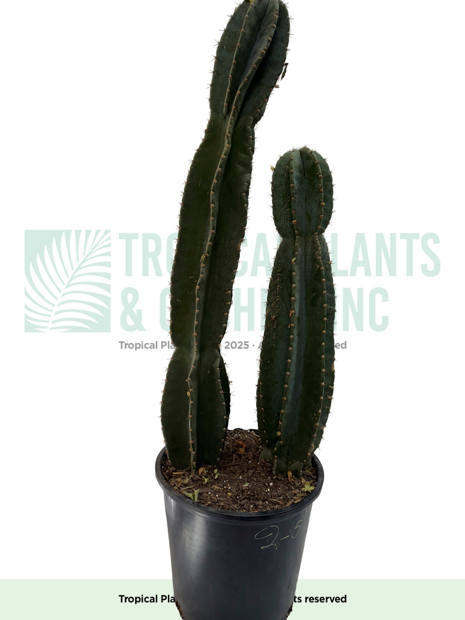 San Paulo Cactus