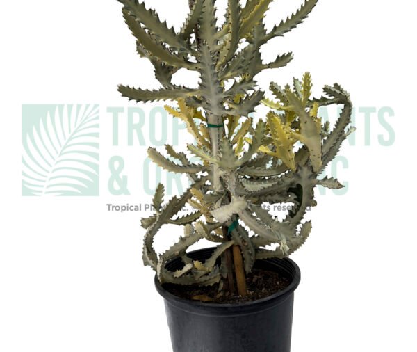 Ghost Cactus