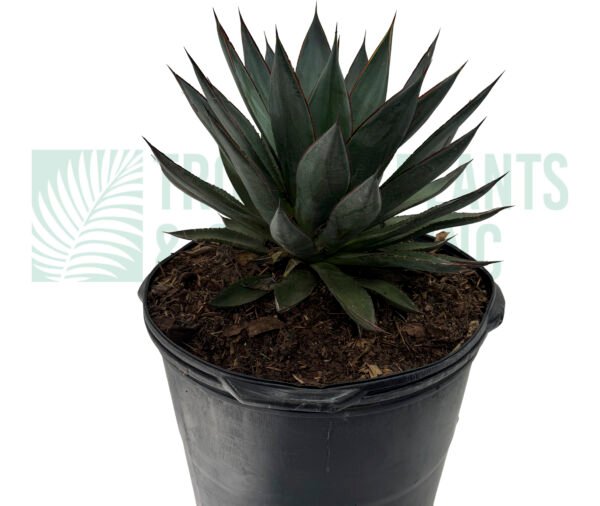 Agave 14" (blue)