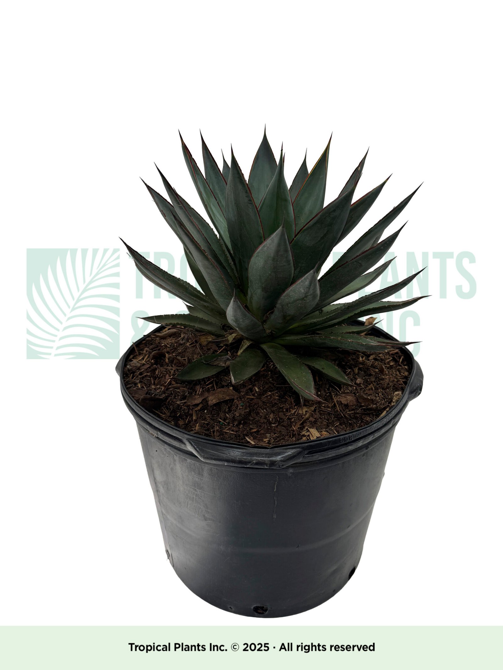 Agave 14" (blue)