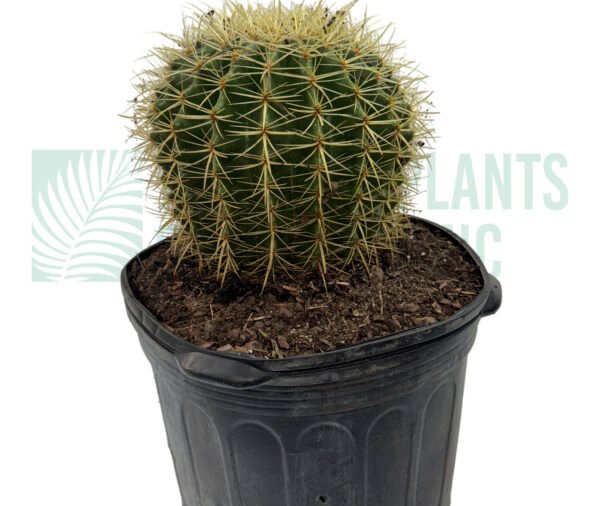 Agave 14" (cactus)