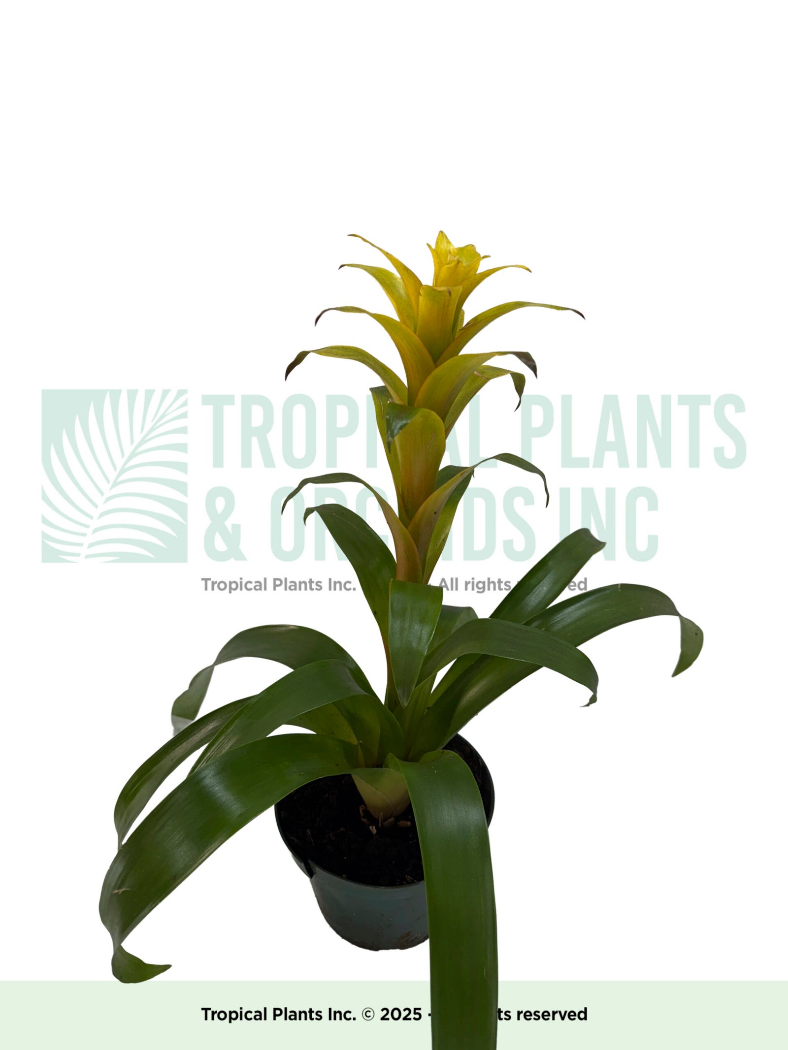 Yellow Bromeliad 6"
