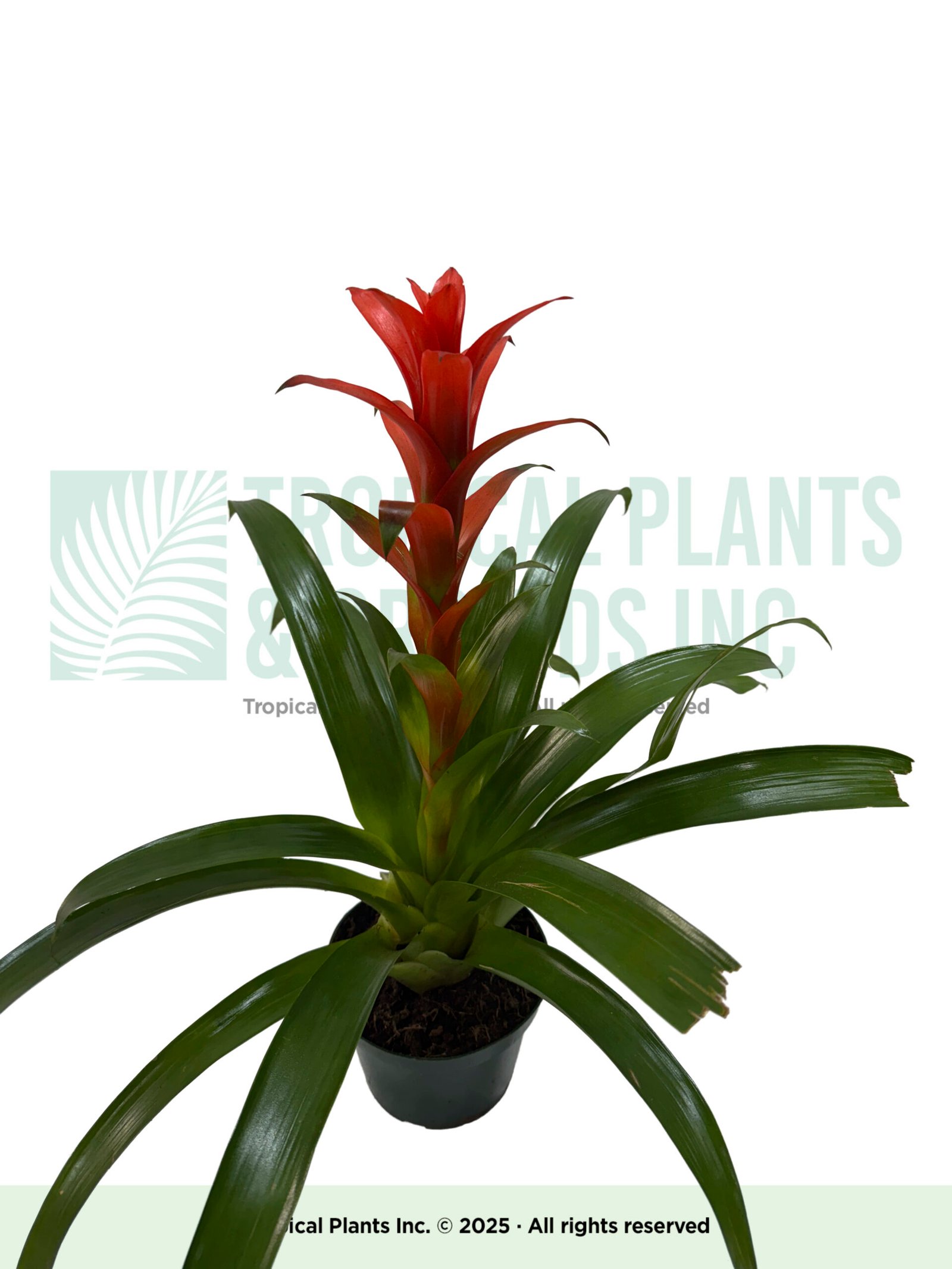 Red Bromeliad 6"