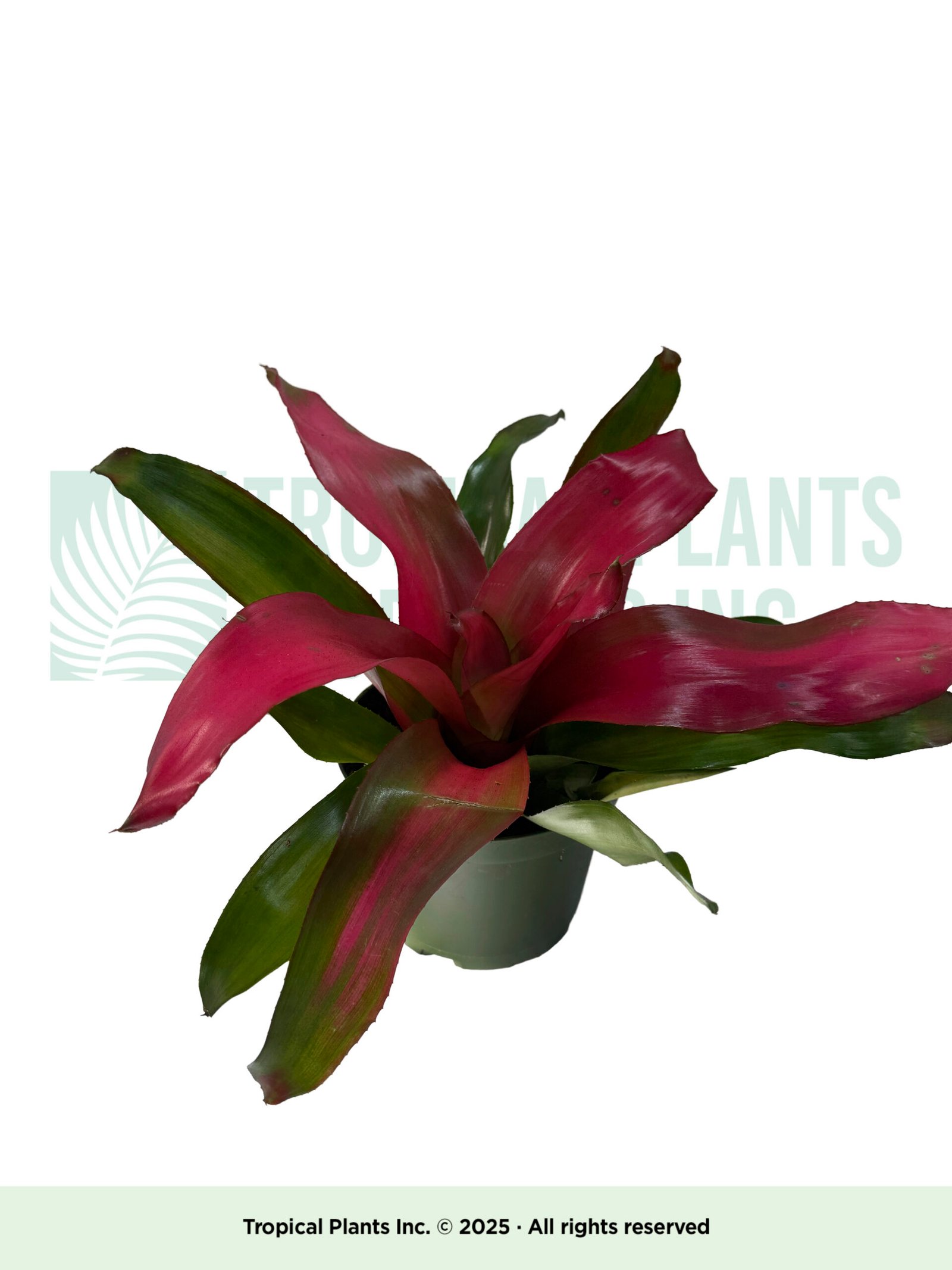 Nero Bromeliad 6"