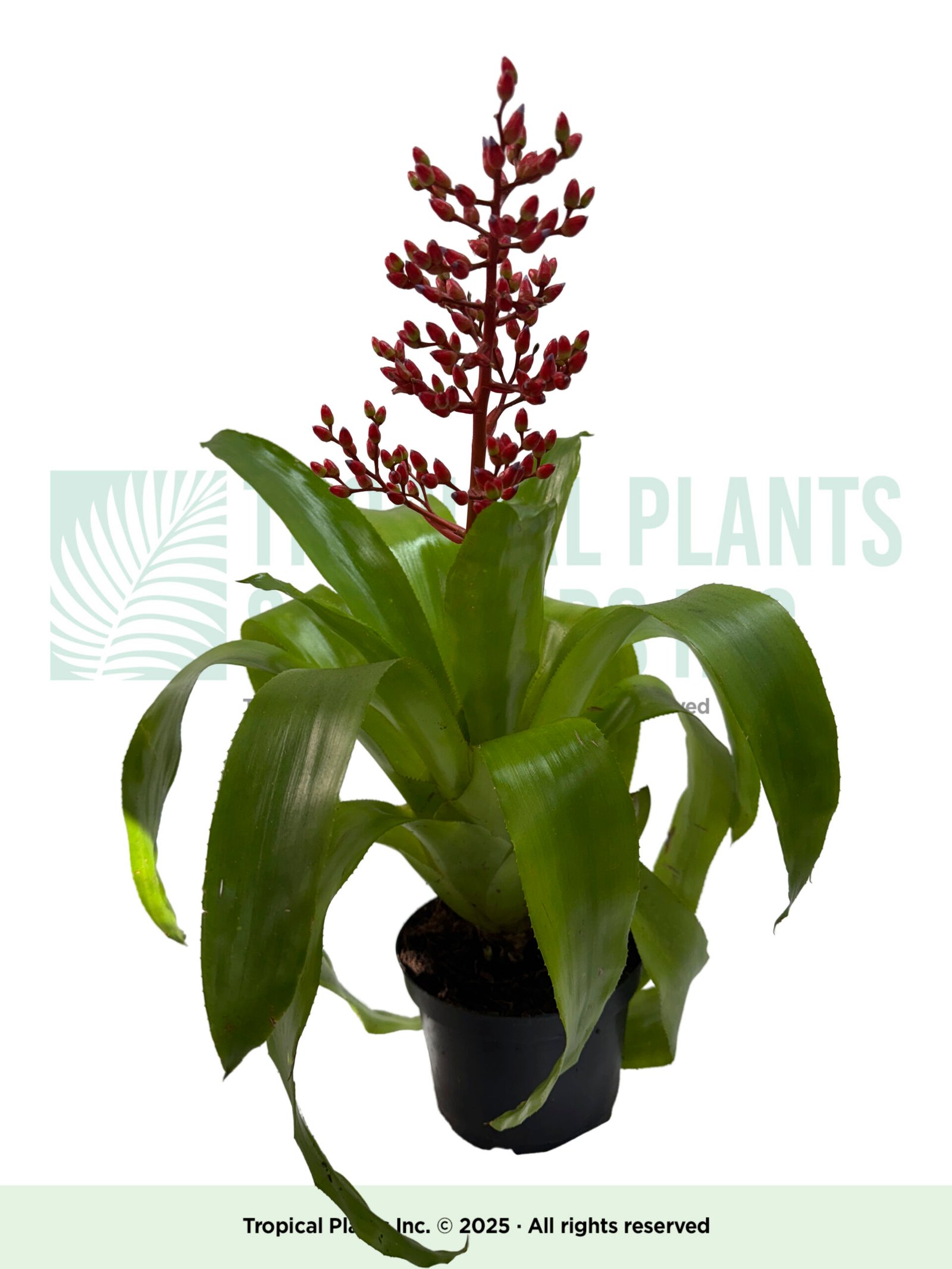 Red Achema Bromeliad 6"