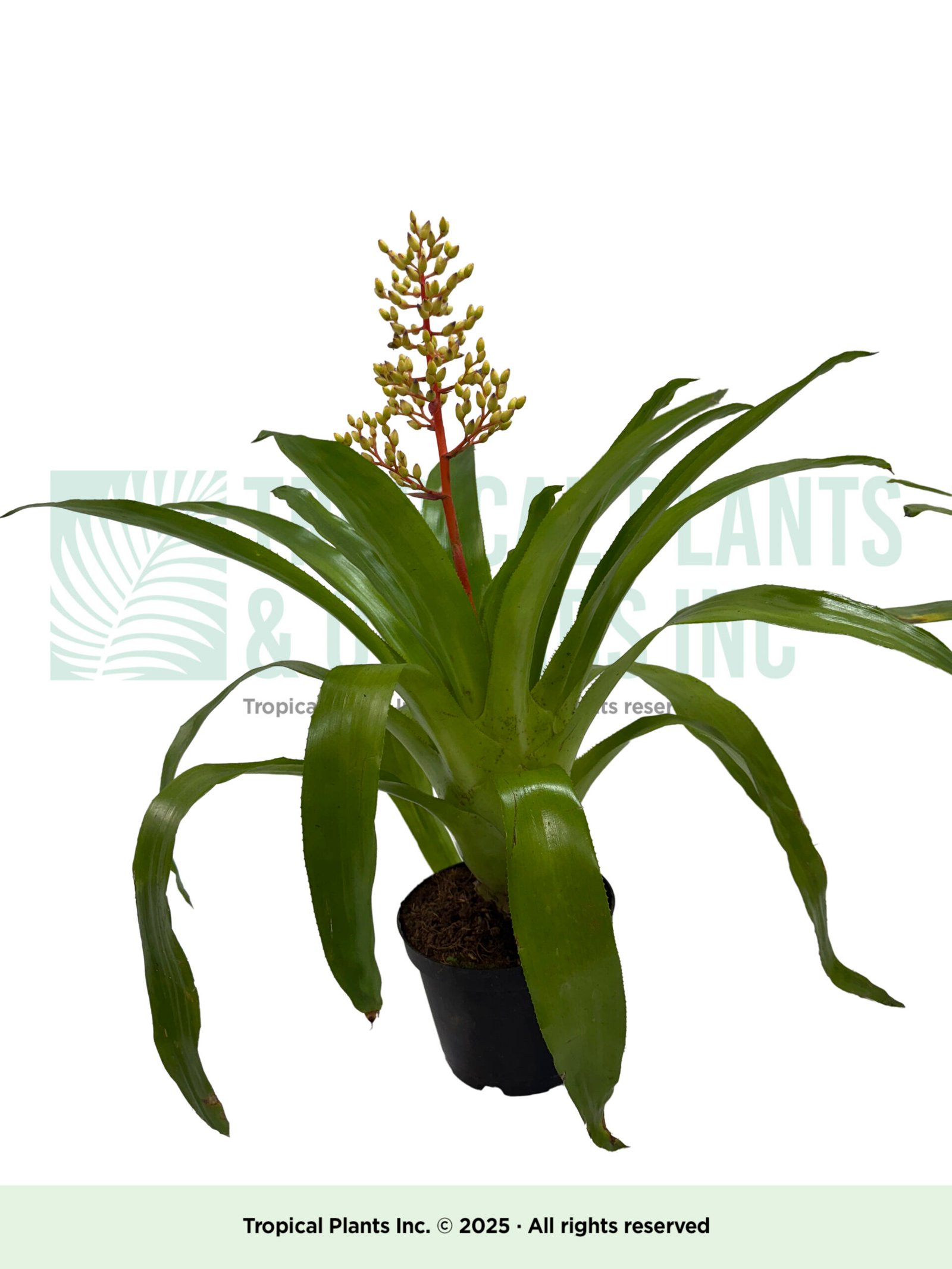 Yellow Achema Bromeliad 6"