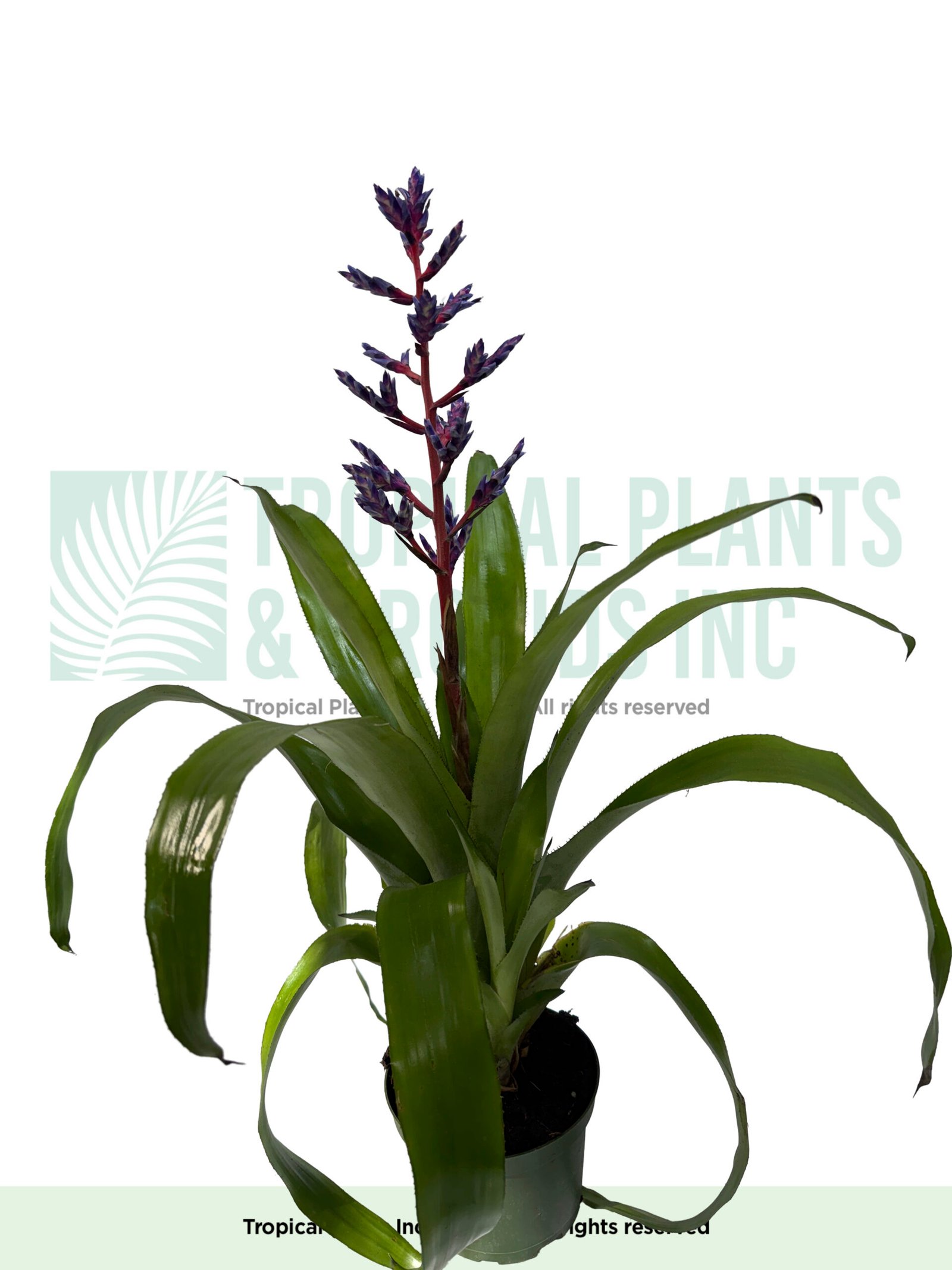 Sword Bromeliad 6"